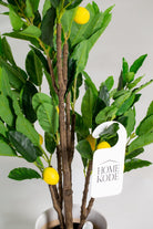 Lemonificial Plant (Pot not included) Homekode 