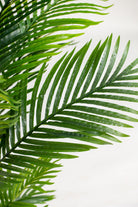 Areca Palmificial Plant (Pot not included) Homekode 