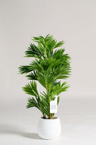 Areca Palmificial Plant (Pot not included) Homekode 