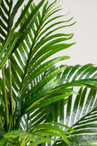 Areca Palmificial Plant (Pot not included) Homekode 