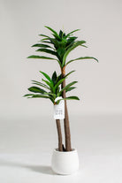 Dracaena Fragrans Artificial Plant (Pot not included) Homekode 