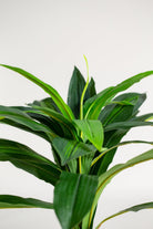 Dracaena Fragrans Artificial Plant (Pot not included) Homekode 