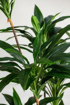 Dracena Marginataificial Plant (Pot not included) Homekode 