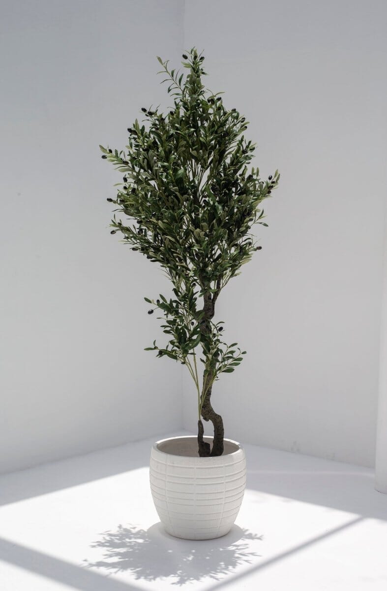Olive Tree with olivesificial Plant (Pot not included)