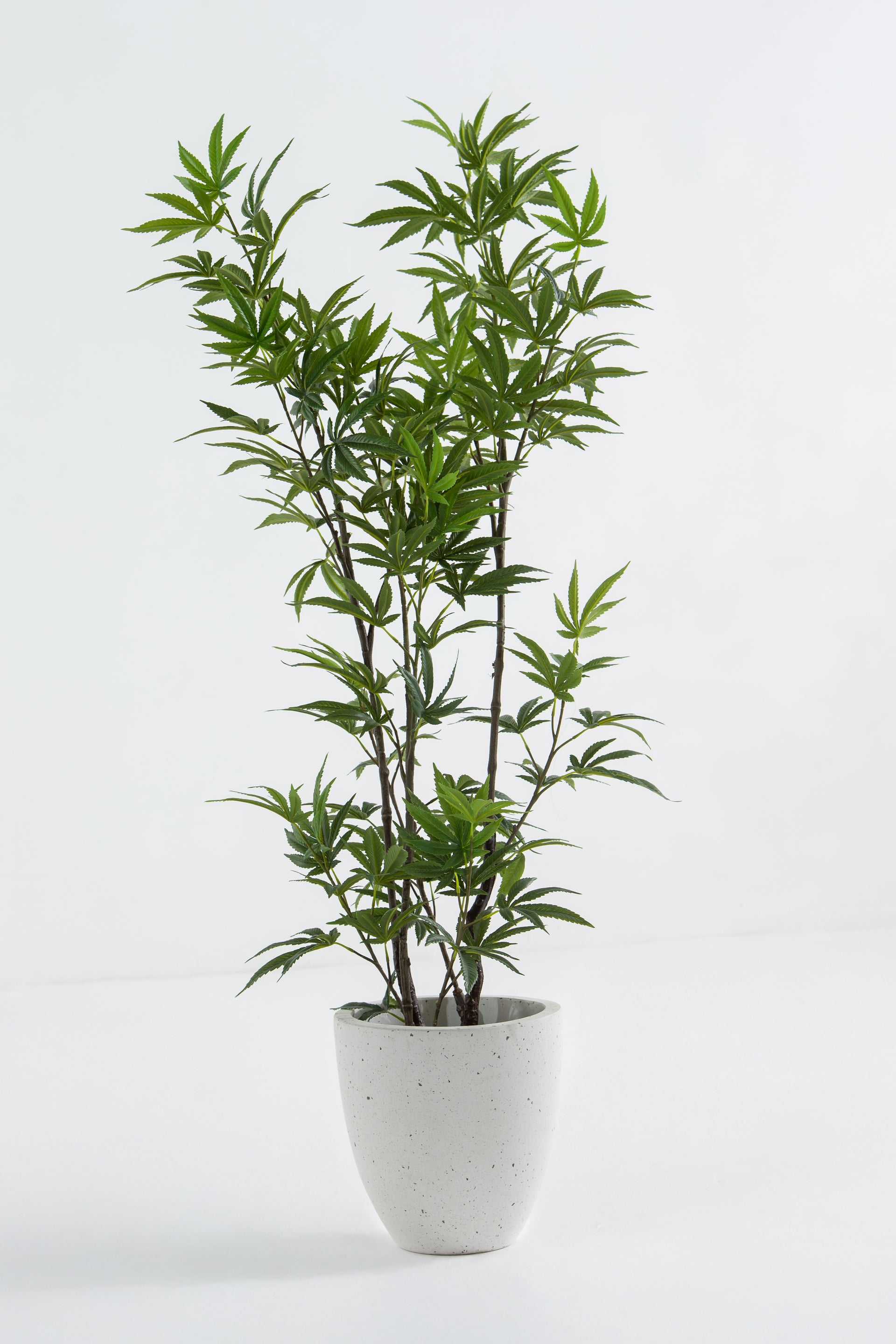 fake cannabis plant Artificial Ficus Benjamina Tree — Decorative Accent for Modern Interiors –  Homekode