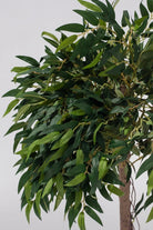 Ficus Maclellandiiificial Plant (Pot not included)