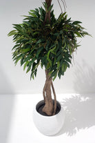 Ficus Maclellandiiificial Plant (Pot not included)