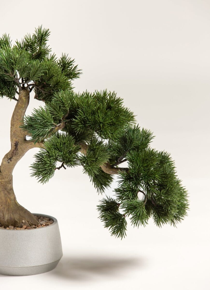 Pinus Thunbergii Bonsaiificial Plant