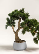 Pinus Thunbergii Bonsaiificial Plant