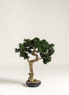 Pinus Mugo Bonsai Artificial Plant FLO 