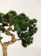 Pinus Mugo Bonsai Artificial Plant FLO 