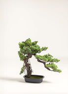 Podocarpus Macrophyllus Bonsai Artificial Plant FLO 