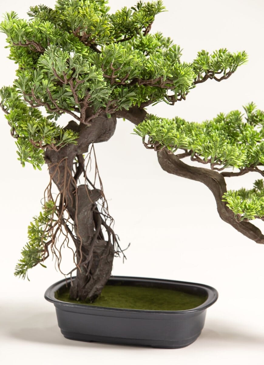 Podocarpus Macrophyllus Bonsaiificial Plant
