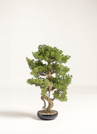 Pinus Thunbergii Bonsai Artificial Plant II FLO 