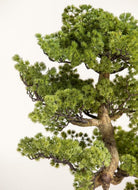 Pinus Thunbergii Bonsai Artificial Plant II FLO 