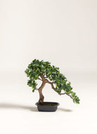 Ficus Microcarpa Bonsai Artificial Plant II FLO 