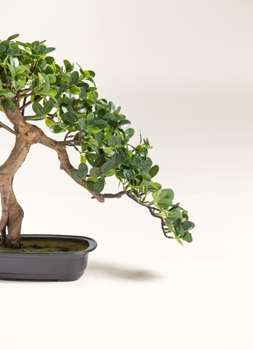Ficus Microcarpa Bonsaiificial Plant II