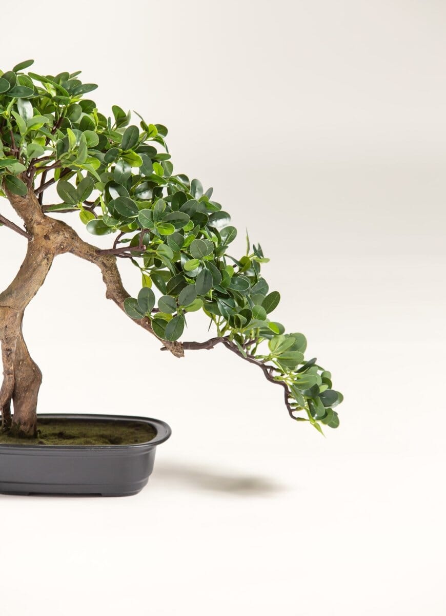 Ficus Microcarpa Bonsai Artificial Plant II FLO 