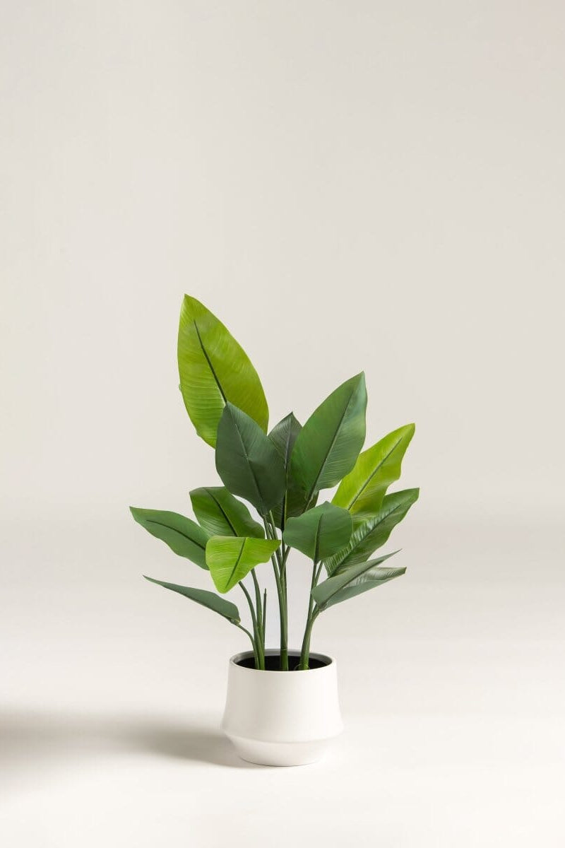 Strelitzia Nicolai Artificial Plant II