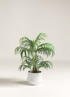 Dypsis Lutescens Artificial Plant (Pot not included) FLO 