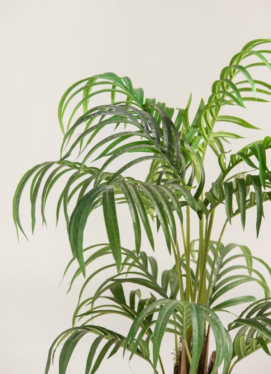 Dypsis Lutescensificial Plant (Pot not included)