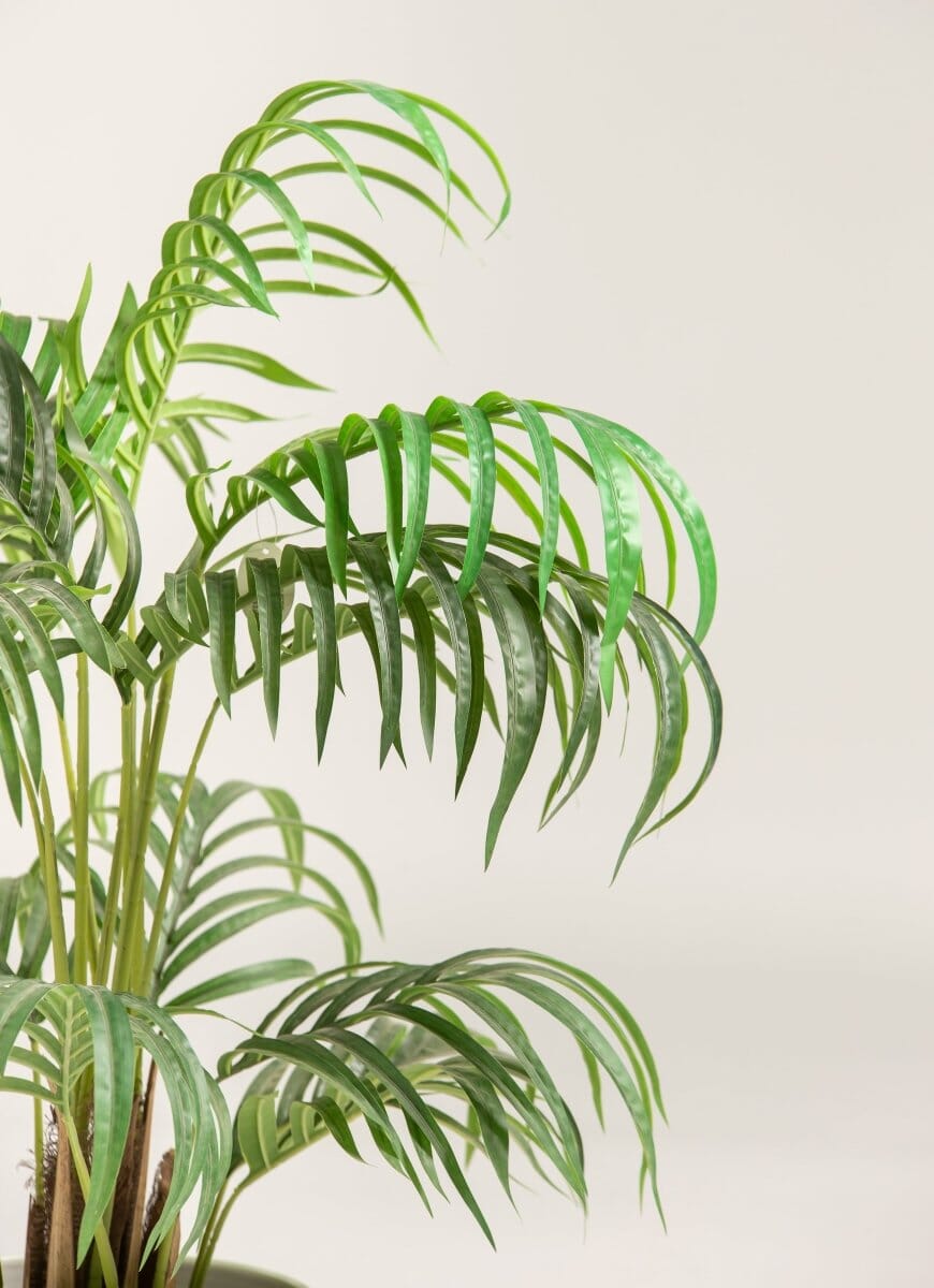 Dypsis Lutescensificial Plant (Pot not included)