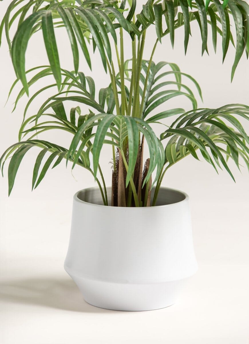 Dypsis Lutescensificial Plant (Pot not included)