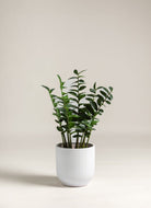 Zamioculcas Zamiifolia Artificial Plant (Pot not included) FLO 