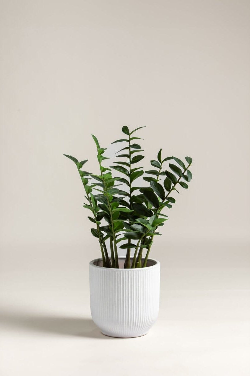 Zamioculcas Zamiifolia Artificial Plant