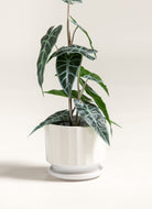 Alocasia Amazonica Artificial Plant (Pot not included) FLO 