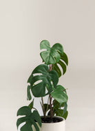 Monstera Deliciosa Artificial Plant (Pot not included) FLO 