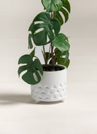 Monstera Deliciosaificial Plant (Pot not included)