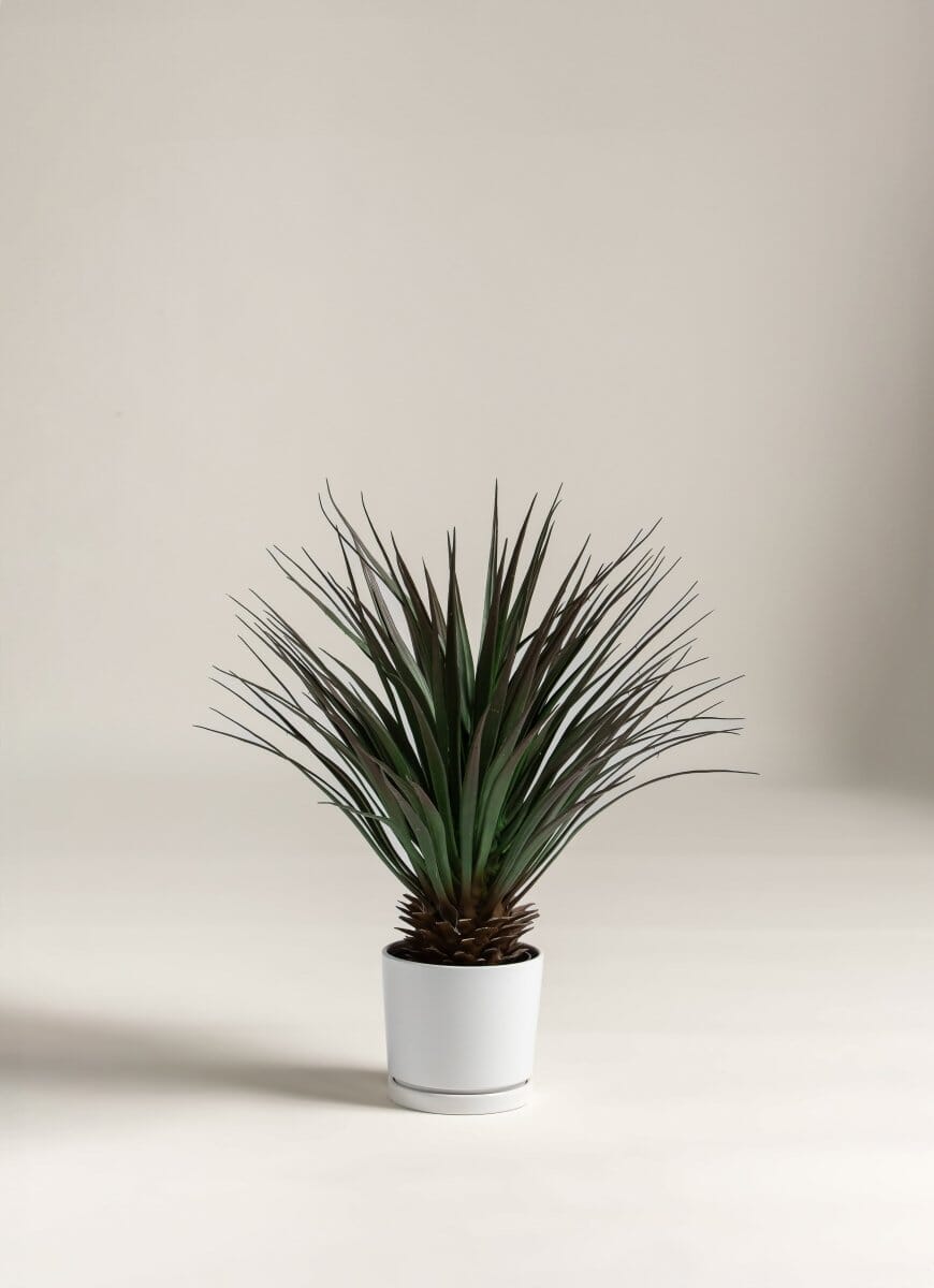 Yucca Gloriosaificial Plant (Pot not included)