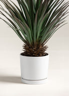 Yucca Gloriosaificial Plant (Pot not included)