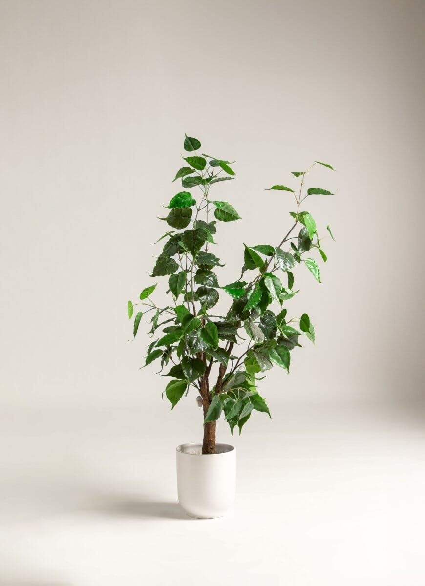 Mini Ficus Benjamina Artificial Plant (Pot not included) FLO 