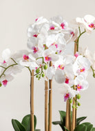 Phalaenopsis Orchid Artificial Plant FLO 