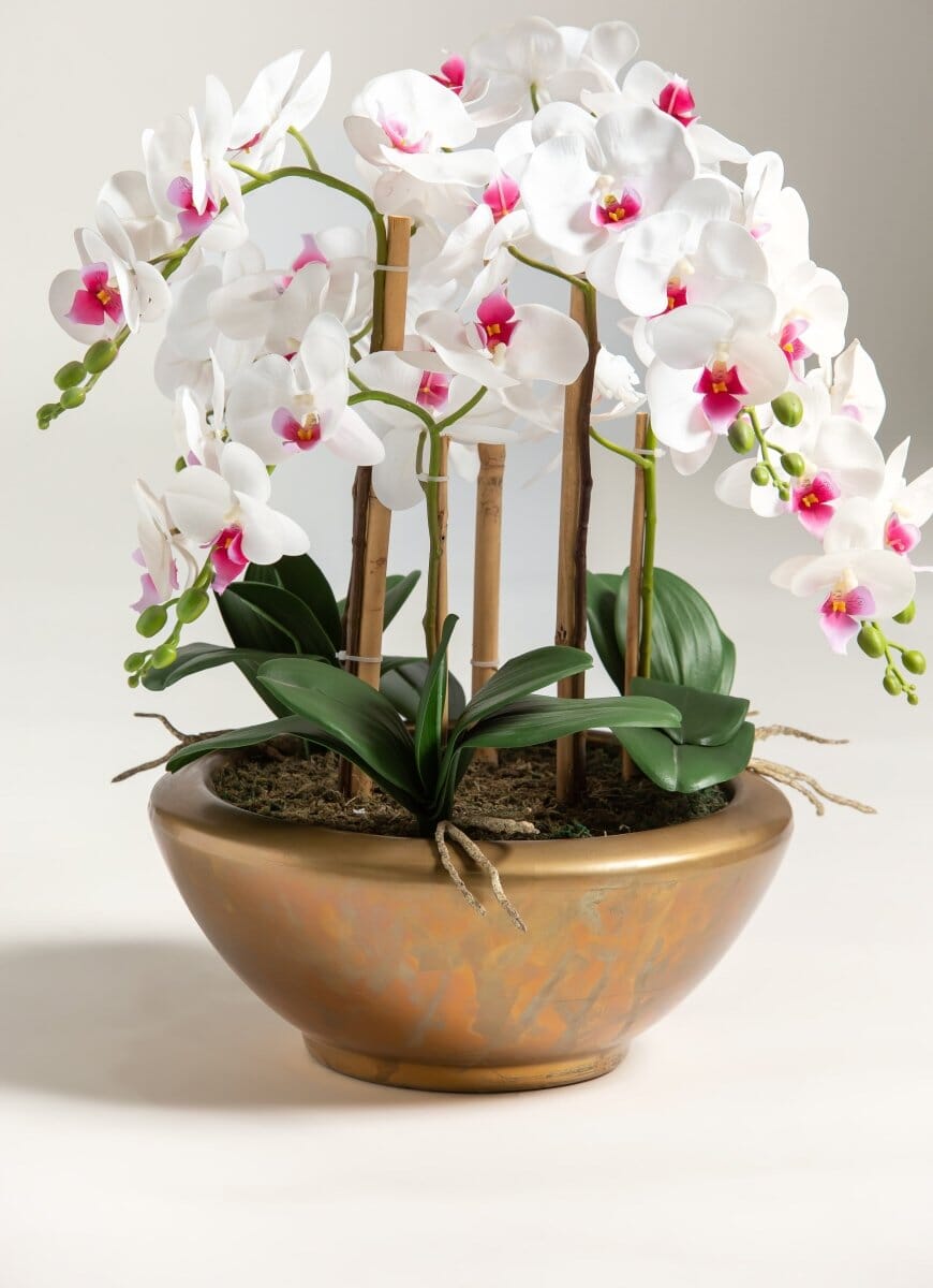 Phalaenopsis Orchidificial PlantBronze 