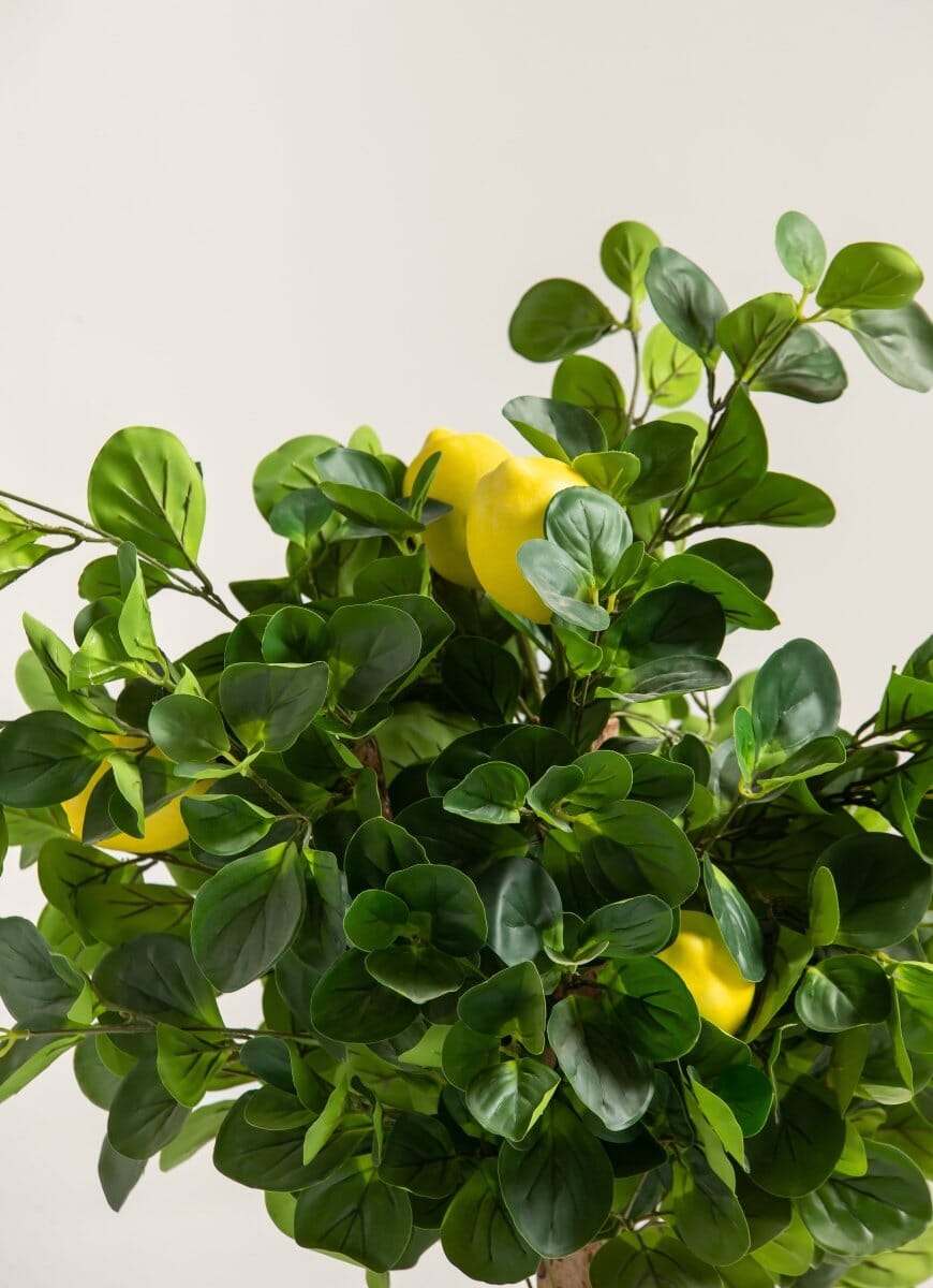 Citrus Limonificial Plant (3 Sizes)(Pot not included)