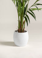 Kentia Palmificial Plant (Pot not included)