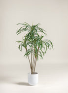 Dracaena Reflexa Artificial Plant (Pot not included) FLO 