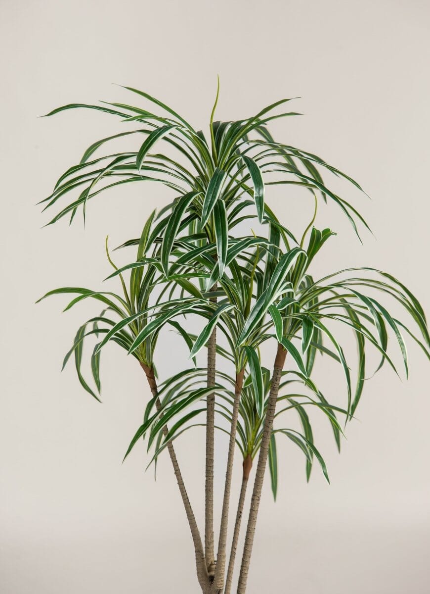 Dracaena Reflexaificial Plant (Pot not included)