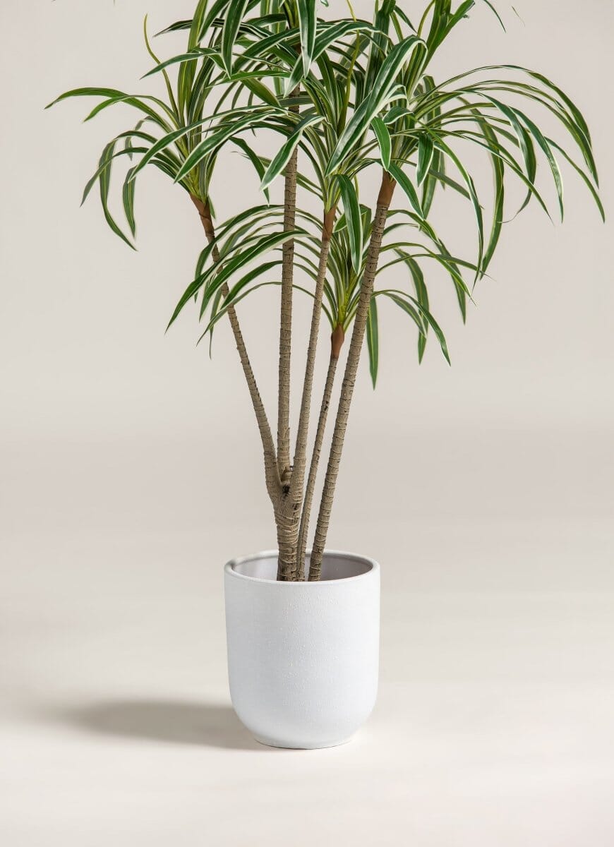 Dracaena Reflexa Artificial Plant (Pot not included) FLO 