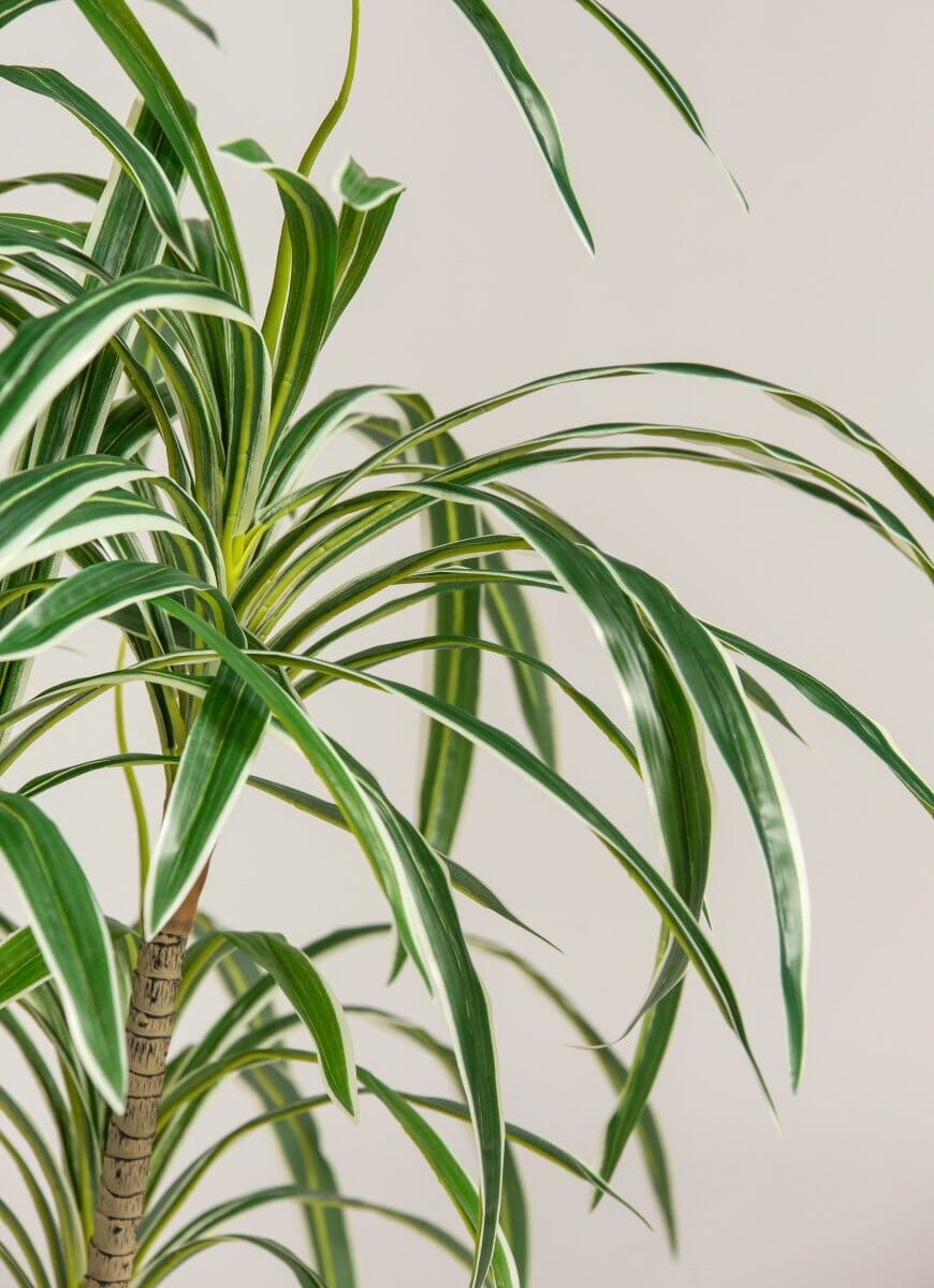 Dracaena Reflexaificial Plant (Pot not included)