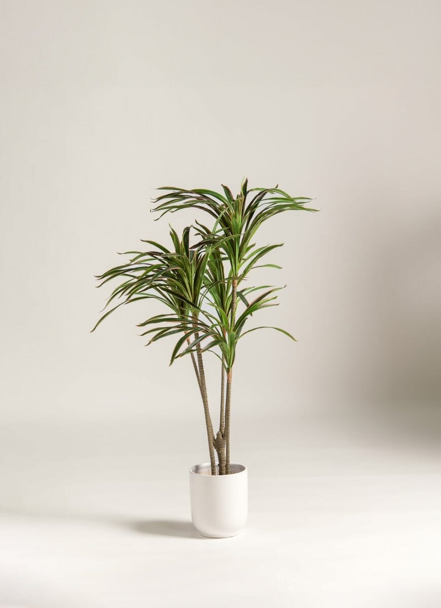 Dracaena Marginata Artificial Plant (Pot not included) FLO 