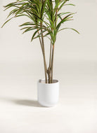 Dracaena Marginata Artificial Plant (Pot not included) FLO 