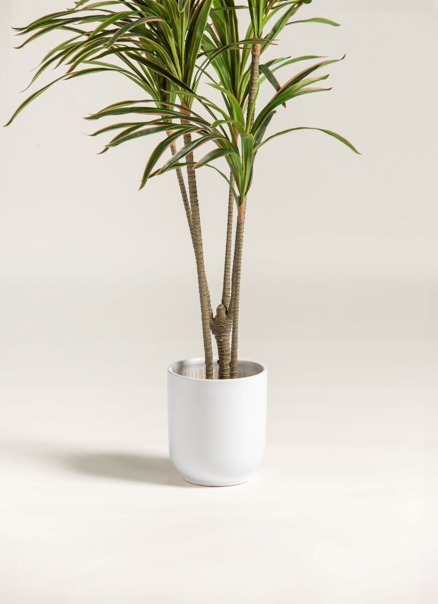 Dracaena Marginata Artificial Plant (Pot not included) FLO 