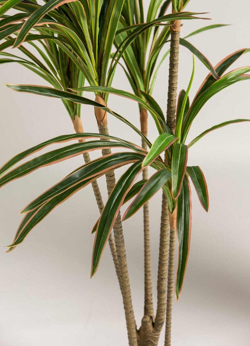 Dracaena Marginataificial Plant (Pot not included)