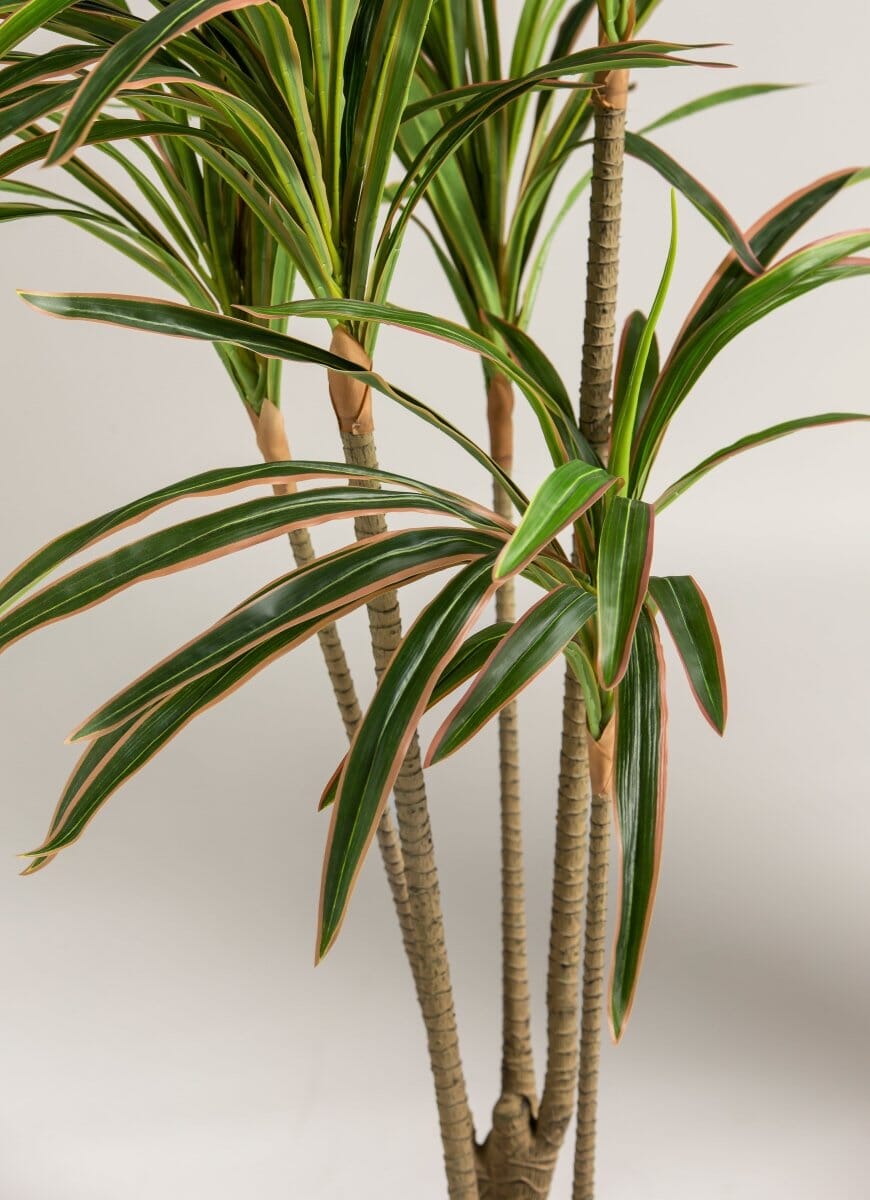 Dracaena Marginata Artificial Plant (Pot not included) FLO 