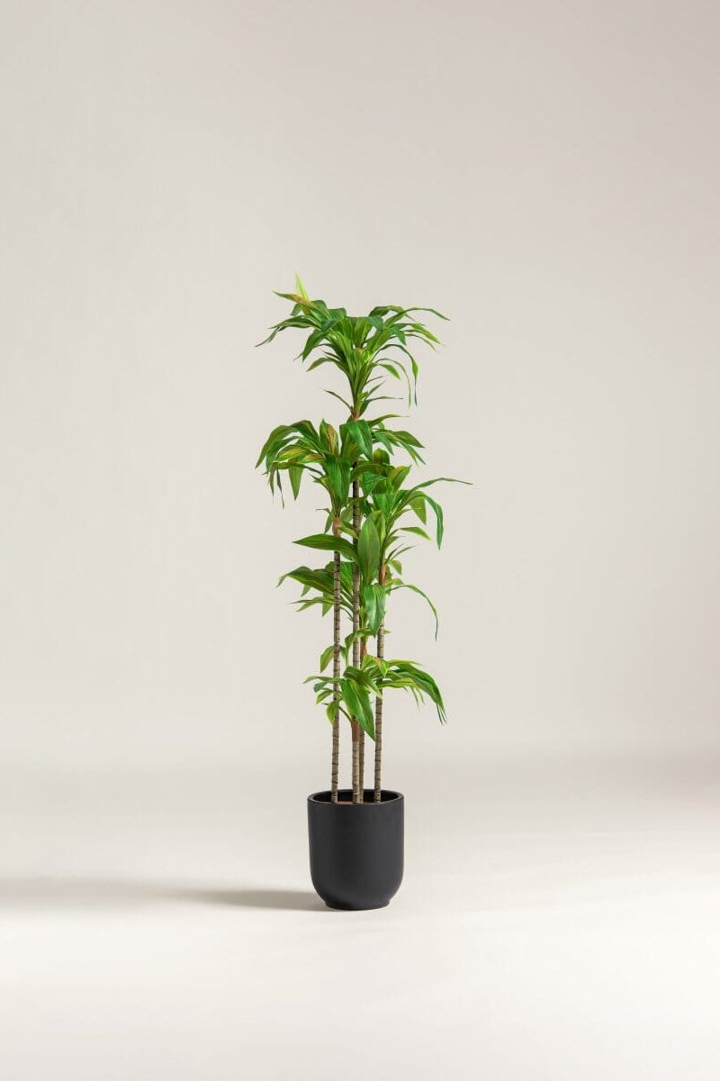 Dracaena Fragrans Artificial Plant