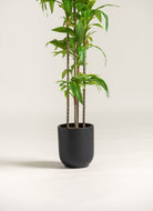 Dracaena Fragrans Artificial Plant (Pot not included) FLO 